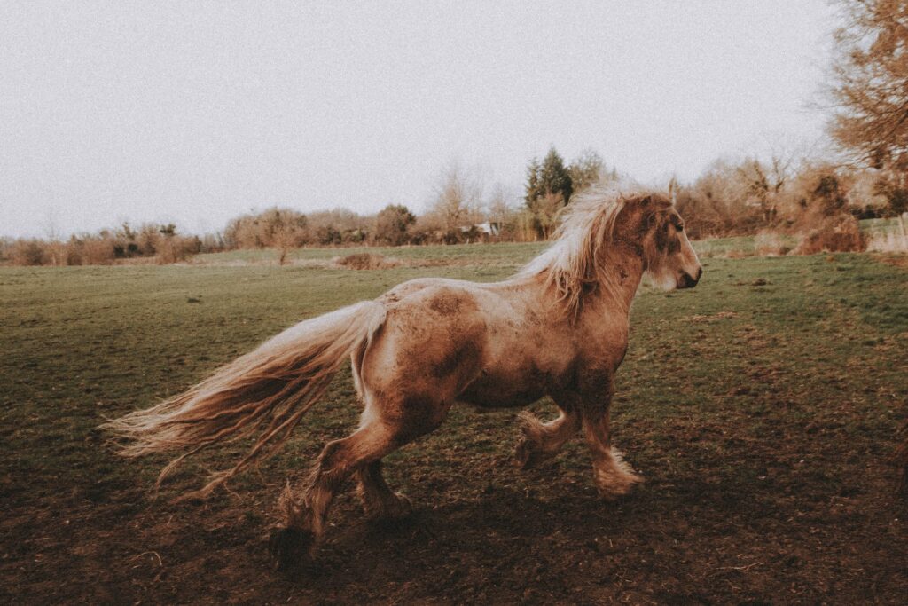 暴走する馬